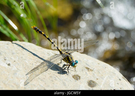 Dragonfly on a rock Stock Photo