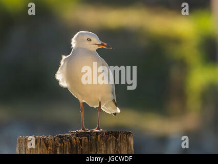 Seagull standing on a wooden post, Australia Stock Photo