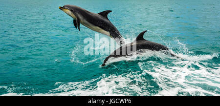 Two dolphins jumping out of the ocean, Bay of Islands, North Island, New Zealand Stock Photo