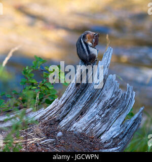 Sleeping Squirrel Stock Photo