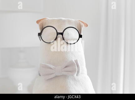 shar-pei dog wearing a bow tie and spectacles on the back of his head Stock Photo