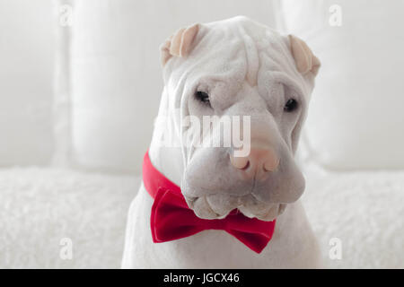 shar-pei dog wearing bow tie Stock Photo