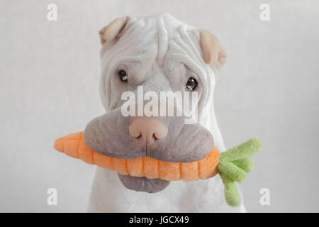 shar-pei dog with carrot toy in its mouth Stock Photo