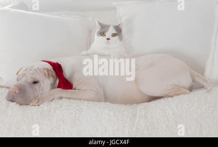 Dog wearing bow tie with cat leaning on its back Stock Photo