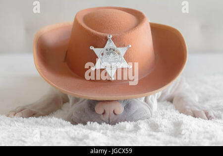 Shar pei dog wearing a cowboy hat with a deputy sheriff badge Stock Photo