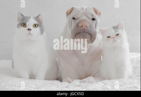 shar-pei dog sitting with a British shorthair cat and an exotic shorthair kitten Stock Photo