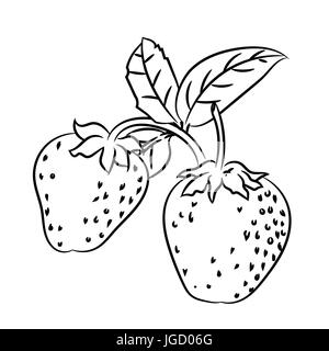Hand drawn sketch of Strawberry with branch and leaf isolated, Black and White Cartoon Vector Illustration for Coloring Book - Line Drawn Vector Stock Vector