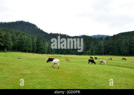 Khajjiar Hill Station Near Dalhousie Stock Photo