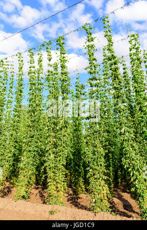 Hops on a field Stock Photo