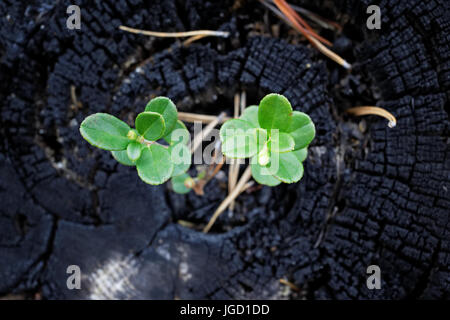 Young shoots of cranberries grown from a burnt stump in the taiga. As a symbol of life, overcoming, rebirth Stock Photo