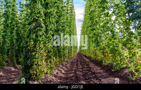 Agriculture - Hops Stock Photo