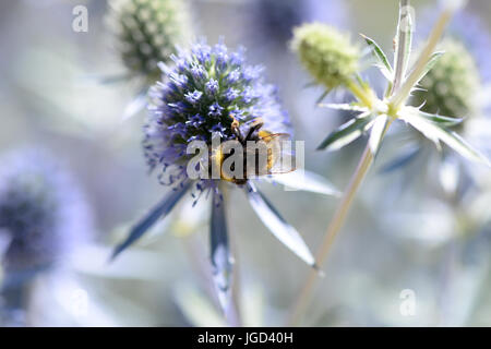 Bee feeds on nectar an eryngium also known as  eryngo and amethyst sea holly Stock Photo