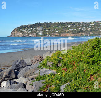 Autumn on Sumner Beach with Scarborough Hill in the background, Christchurch New Zealand. In the foreground is Ice plant with yellow flowers. Stock Photo