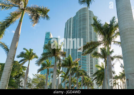 Miami high rise condominiums with rows of palm trees in foreground. Stock Photo