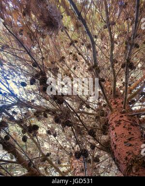 Branches littered with pine cones Stock Photo