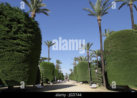 Parque Genoves botanical gardens in the City of Cádiz Spain View of the tree lined avenue Stock Photo