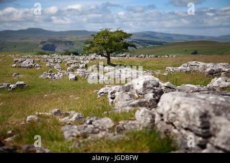 Winskill Stones and Lone Tree on Limestone Pavement, North Yorkshire Dales Stock Photo