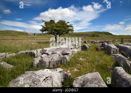 Winskill Stones and Lone Tree on Limestone Pavement, North Yorkshire Dales Stock Photo