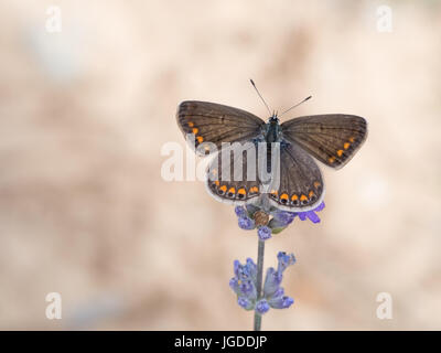 Common blue butterfly on lavender flower. Stock Photo
