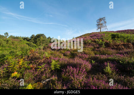 View over Ambersham Common in the South Downs National Park in summer with purple heather and rolling hills, West Sussex, UK Stock Photo