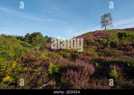 View over Ambersham Common in the South Downs National Park in summer with purple heather and rolling hills, West Sussex, UK Stock Photo