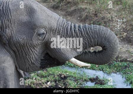 A broken tusk hi-res stock photography and images - Alamy