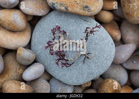 Close up of seaweed on smooth grey stone pebble amongst other pebbles on shore line of Eype beach, Symmondsbury, near Bridport, Dorset, UK. Stock Photo