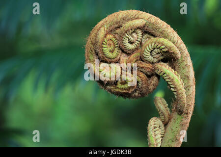 New  unfurling fern leaf Stock Photo