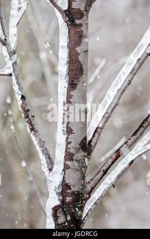 Tree branches covered in ice during an ice storm, Thunder Bay, Ontario, Canada. Stock Photo