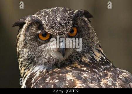 Eagle owl, Bubo bubo, Uhu (Bubo bubo) Stock Photo
