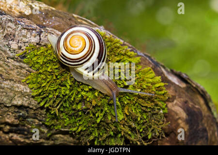 Garden-tape snail, Cepaea hortensis, Garten-Bänderschnecke (Cepaea hortensis) Stock Photo