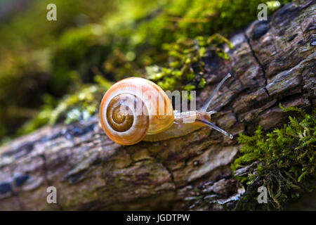 Garden-tape snail, Cepaea hortensis, Garten-Bänderschnecke (Cepaea hortensis) Stock Photo