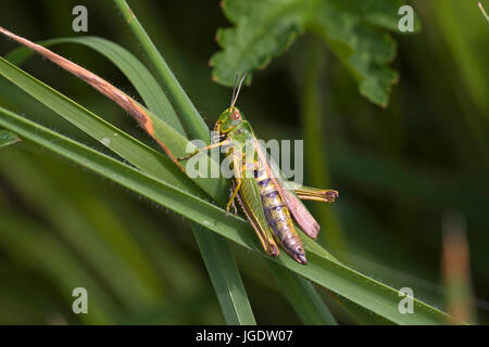 Coloured grasshopper, Omocestus viridulus, Bunter Grashüpfer (Omocestus viridulus) Stock Photo