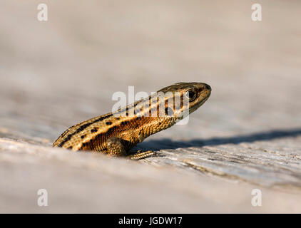 Forest lizard, mountain lizard, Zootoca vivipara, Waldeidechse, Bergeidechse (Zootoca vivipara) Stock Photo