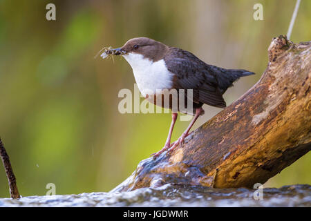 Water blackbird, Cinclus cinclus, Wasseramsel (Cinclus cinclus) Stock Photo