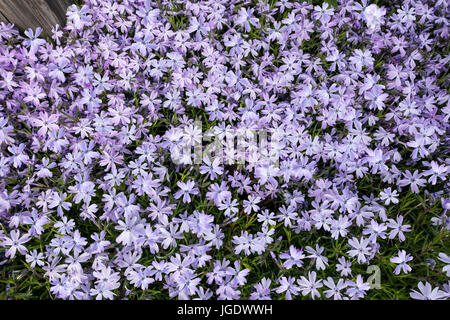 closeup shot of a patch of beautiful purple wild flowers Stock Photo