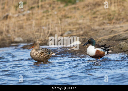 Spoon duck, Anas clypeata pair, Löffelente (Anas clypeata) Paar Stock Photo