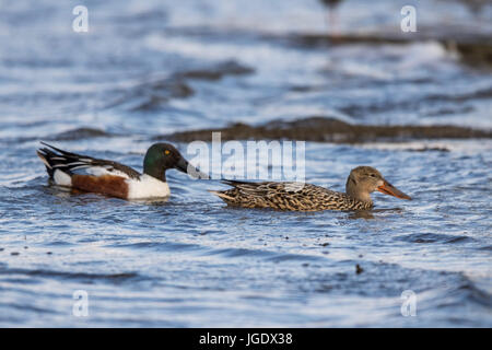 Spoon duck, Anas clypeata pair, Löffelente (Anas clypeata) Paar Stock Photo