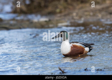Spoon duck, Anas clypeata little man, Löffelente (Anas clypeata) Männchen Stock Photo
