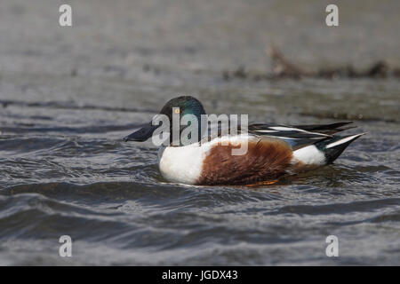 Spoon duck, Anas clypeata little man, Löffelente (Anas clypeata) Männchen Stock Photo