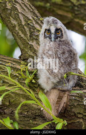 Long eared owl, Asio otus Pullus, Waldohreule (Asio otus) Pullus Stock Photo