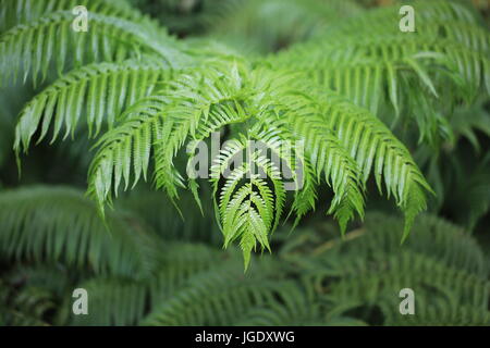 Detail of Hawaiian tree fern frond Stock Photo