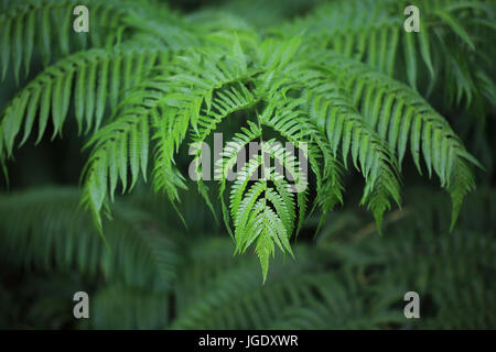 Detail of Hawaiian tree fern frond Stock Photo