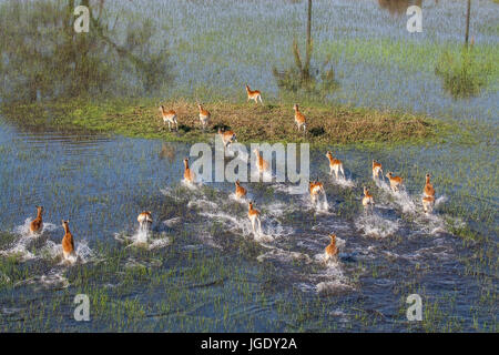 Impalas in the Okawango delta, Botswana, Impalas im Okawango-Delta Stock Photo