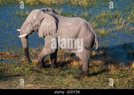 Elephant, Elephantidae Okawango delta, Botswana, Elefant (Elephantidae) Okawango-Delta Stock Photo