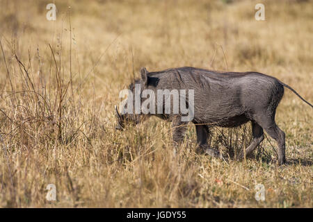 Wart pig, Phacochoerus africanus, Warzenschwein (Phacochoerus africanus) Stock Photo