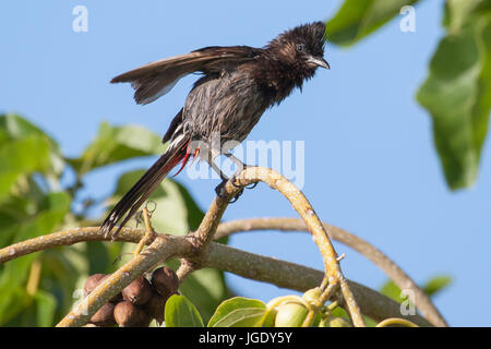 Red Vented Bulbul Perched On Braches Stock Photo