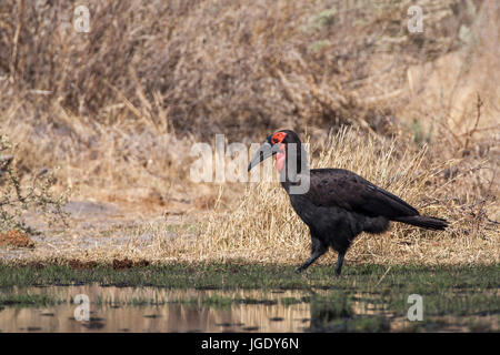 Southern horn-rimmed raven, Bucorvus leadbeateri, Südlicher Hornrabe (Bucorvus leadbeateri) Stock Photo