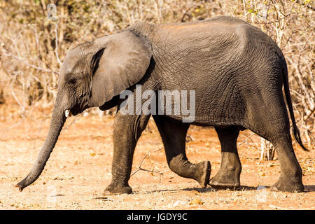 Elephant, Elephantidae Kasane Forest reserve, Botswana, Elefant (Elephantidae) Kasane Forest Reserve Stock Photo