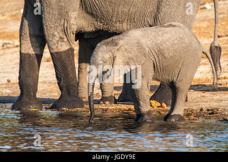 Elephants, Elephantidae Kasane Forest reserve, Botswana, Elefanten (Elephantidae) Kasane Forest Reserve Stock Photo